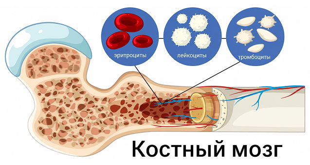 Костный мозг